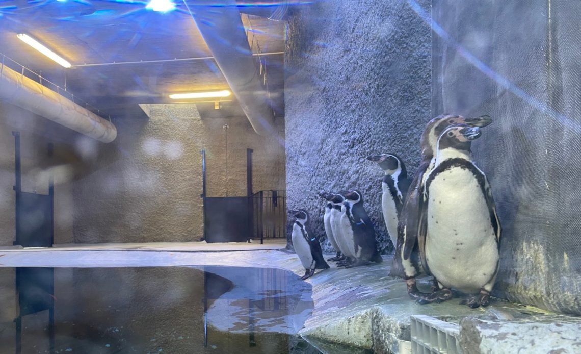 Pinguini zoo brasov.jpeg