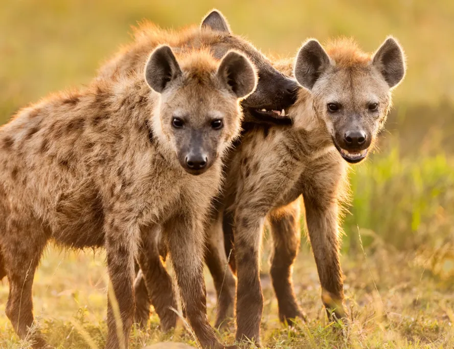 89a792fa c30a 452d ae45 0513649cb9cb 888x682.webp.webp