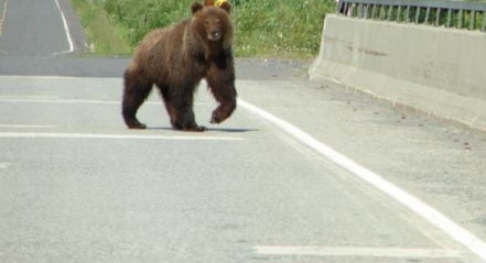 Ursii blocheaza autostrada lugoj deva.jpg