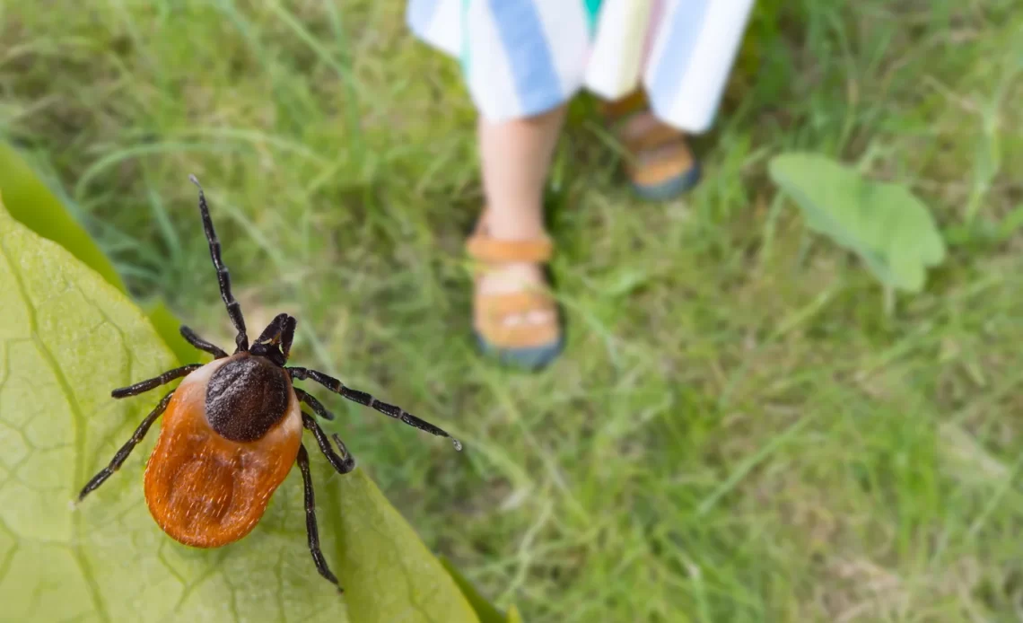 Cum te feresti de capuse in parc sau in gradina ta