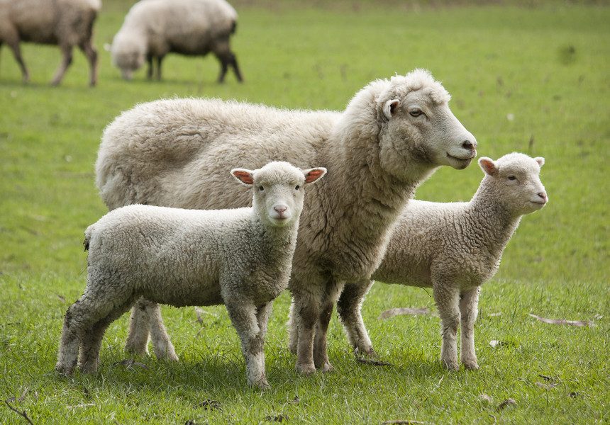 Ovine