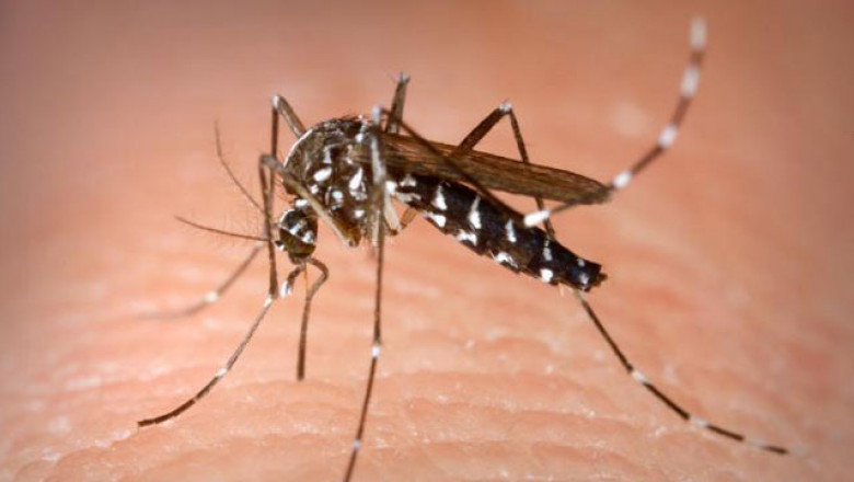 Tantar west nile