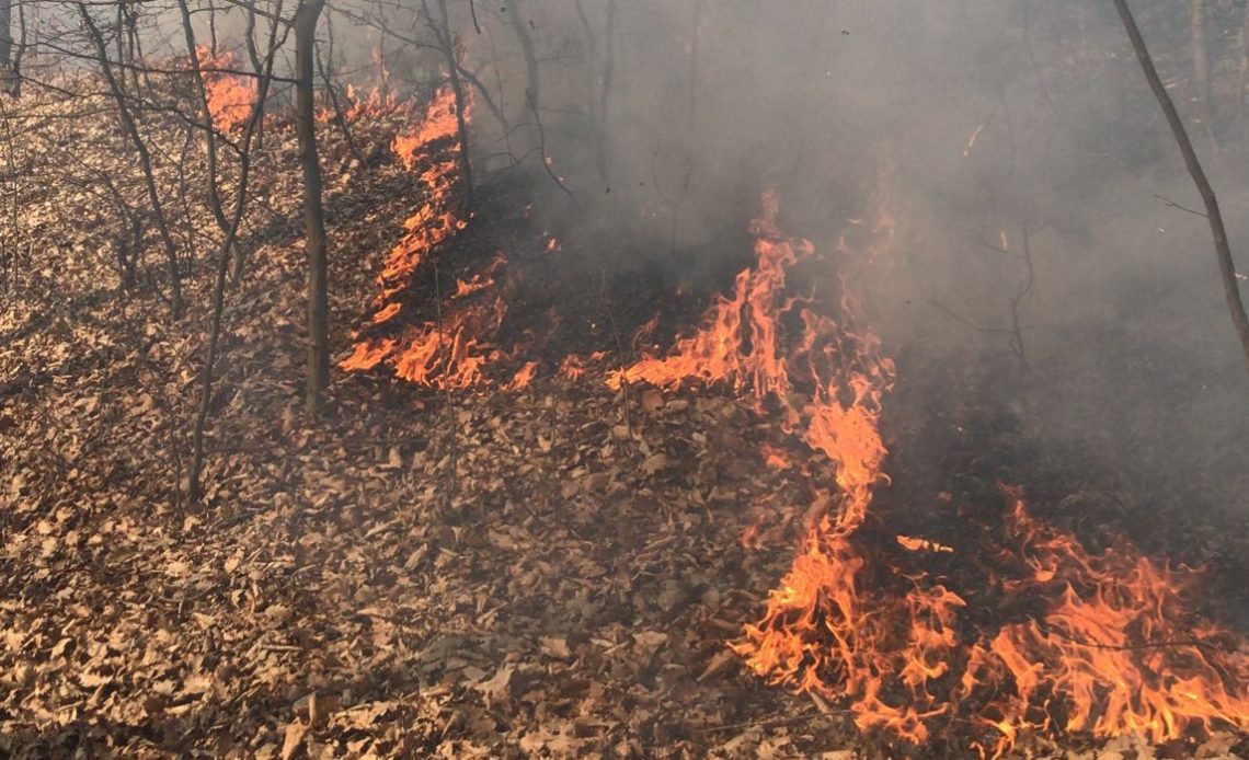 Incendiu liziera padure1.jpg