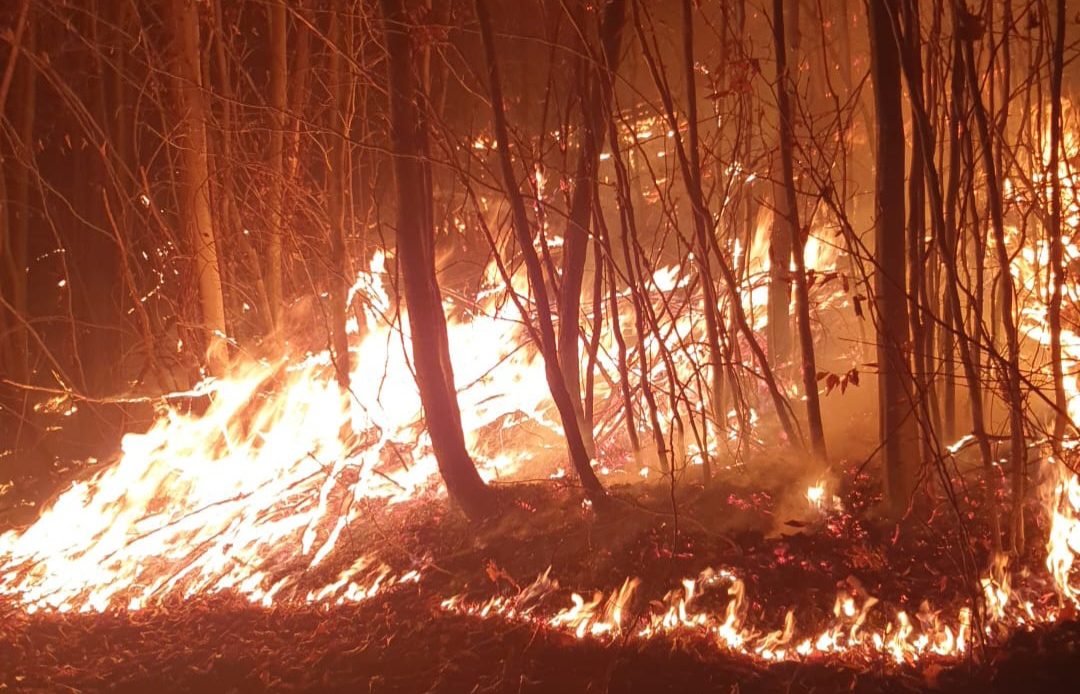 Incendiu padure 1.jpg