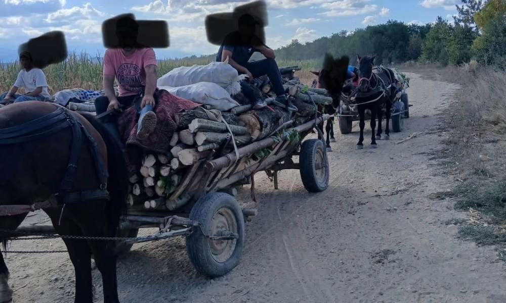 Furt lemne dumbravita.jpeg